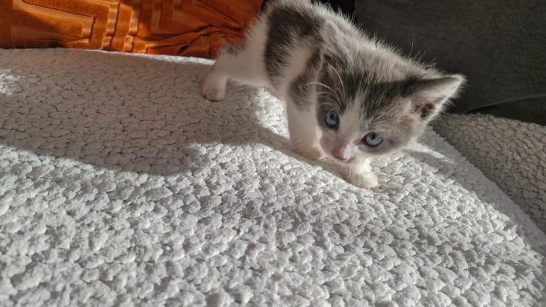 8 week old kittens 