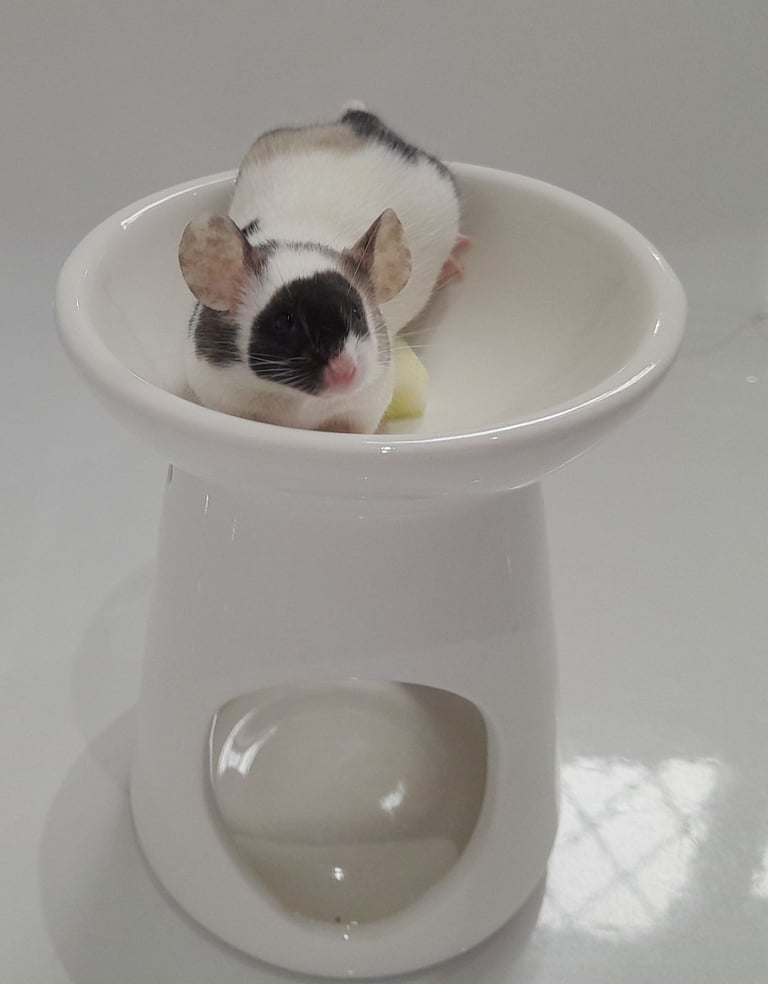 Mice for sale (Bucks)