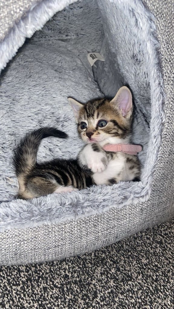 Cute half British shorthair kitten for sale ready for rehoming 🏡