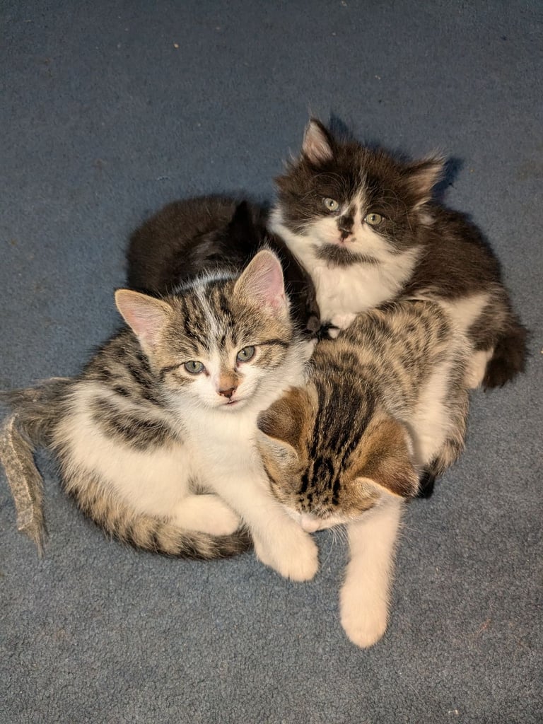 Maine Coon Cross Kittens 