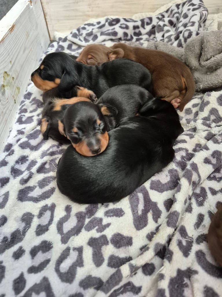 Minature Dachshund puppies. All reserved 