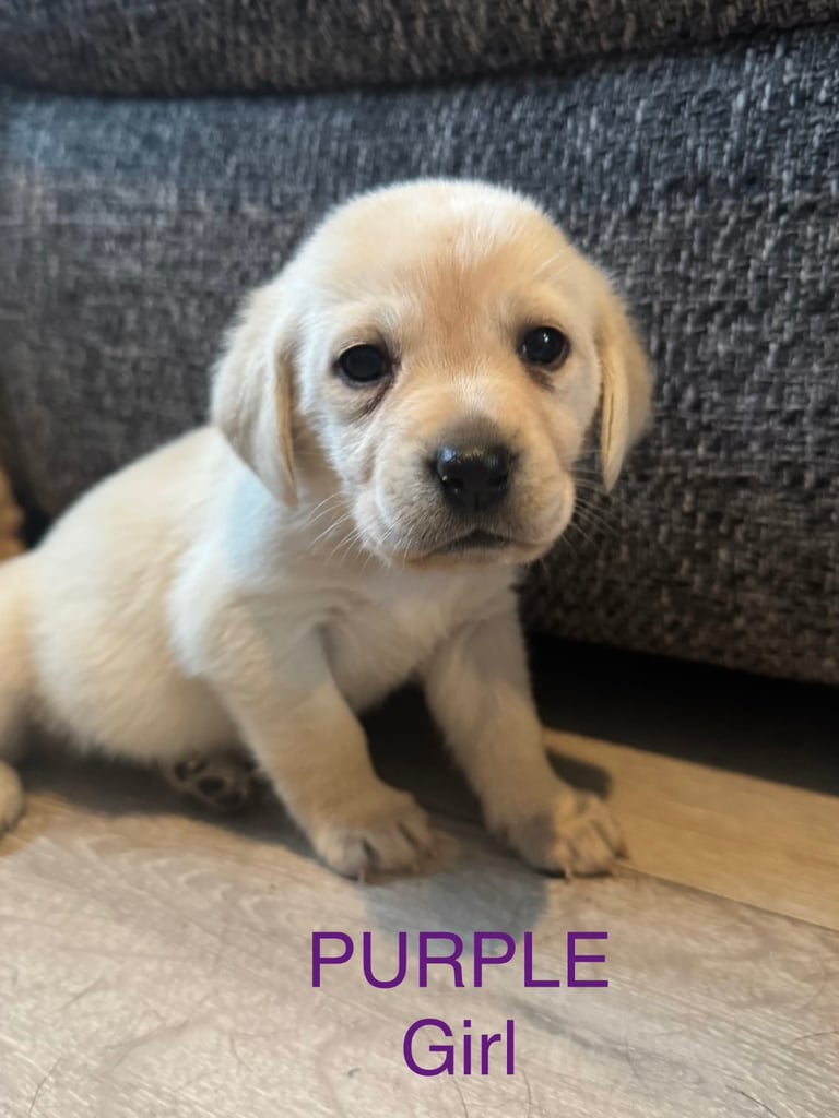 Big Chunky Labrador pups 