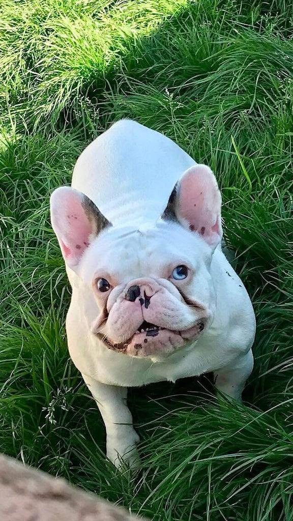 French bulldogs kc registered 