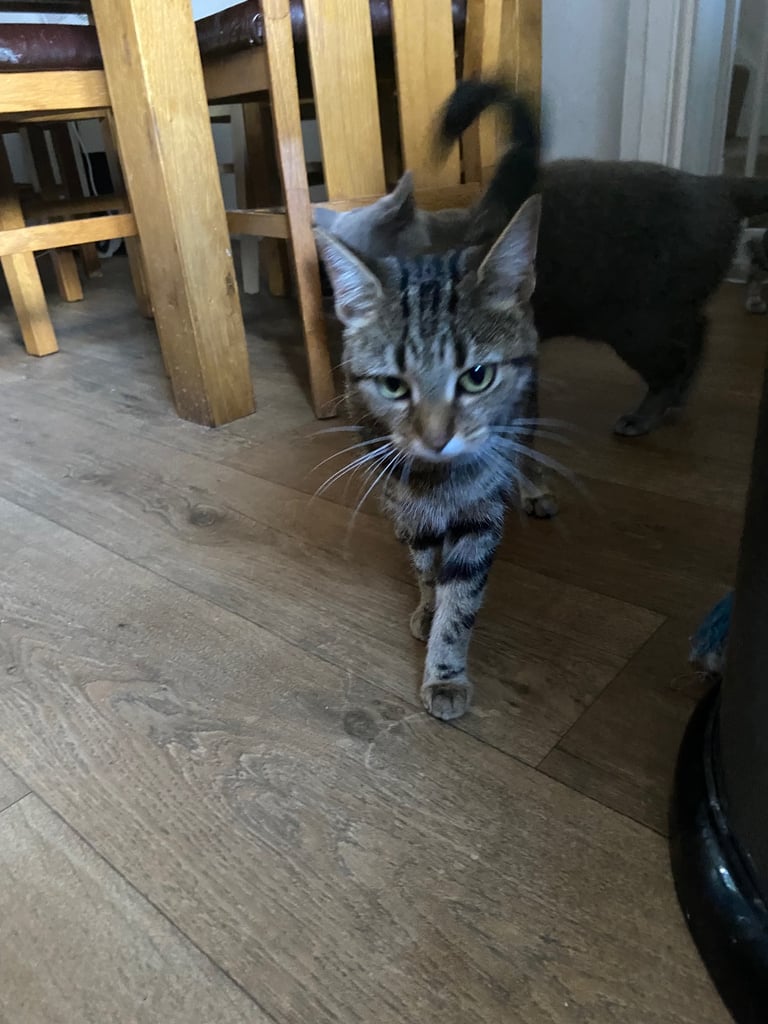 Gorgeous tabby cat for sale