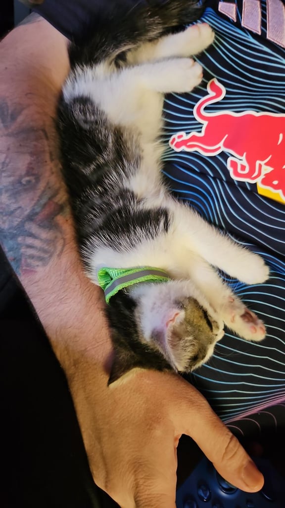 Beautiful boy hes been let down  last boy kitten 