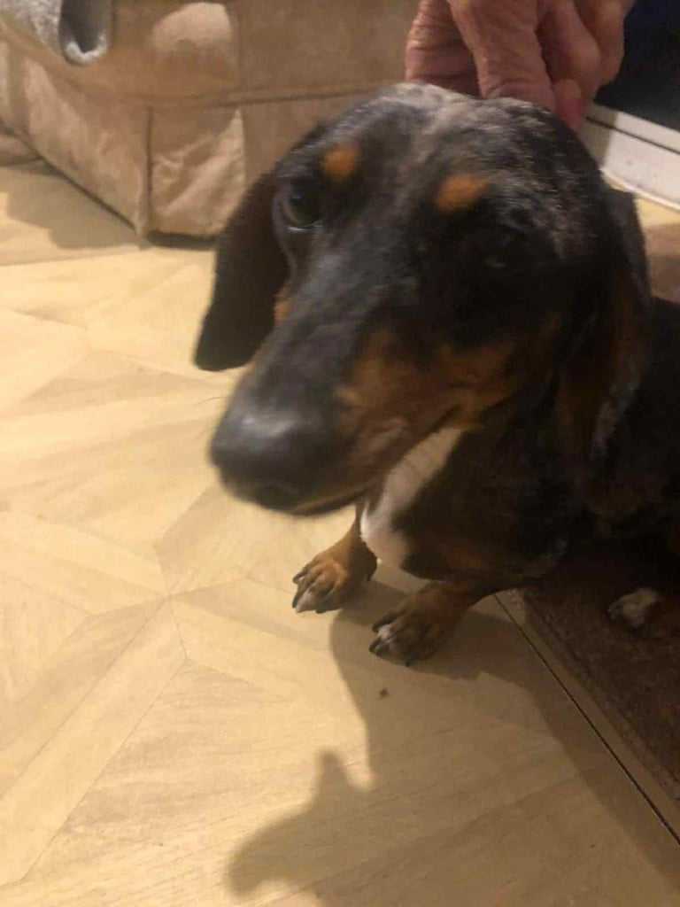 Dashshund
