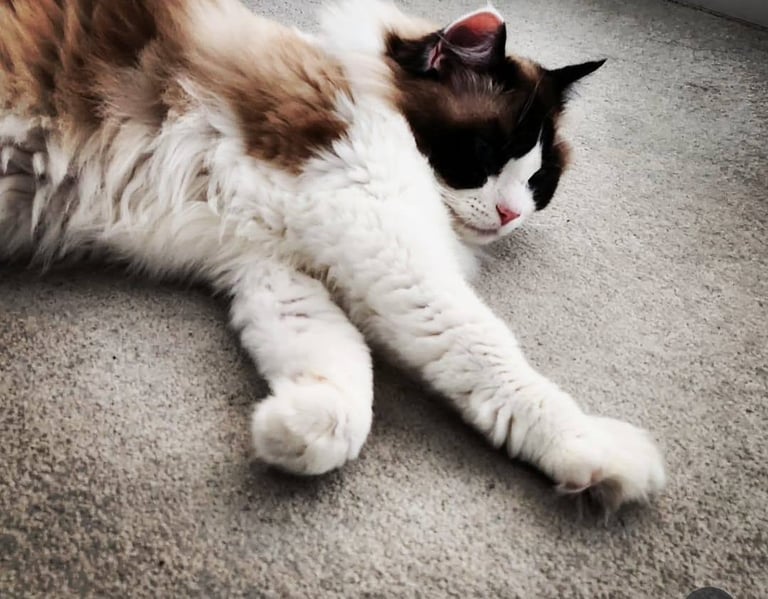 Pedigree Beautiful Ragdoll Cat 