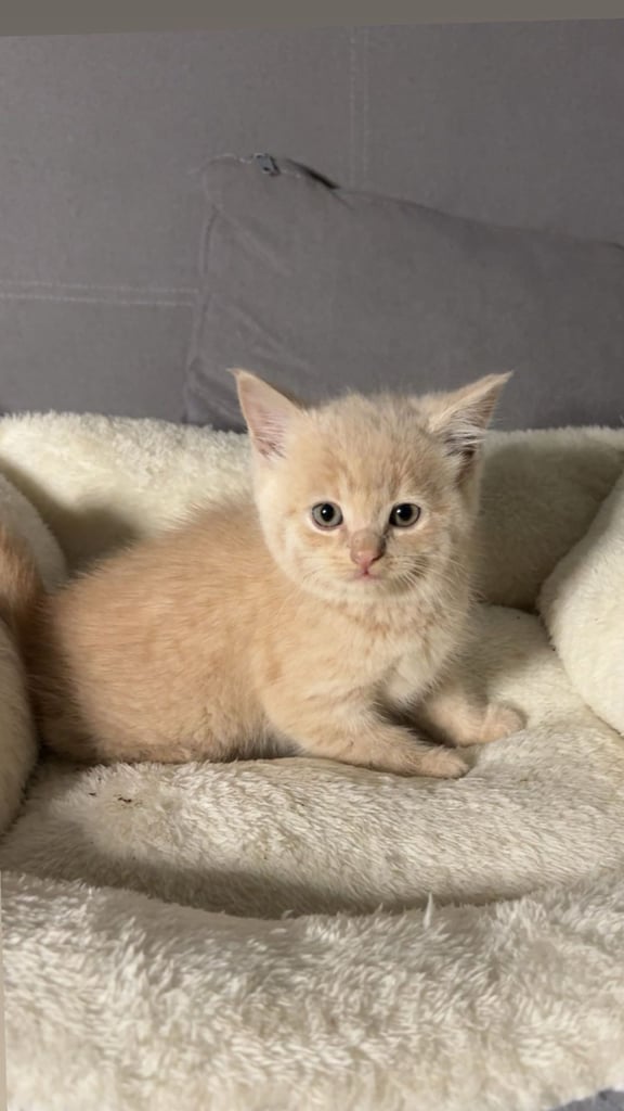 image for 😸 Adorable 8-Week-Old British Shorthair x Russian Blue – Ready for a Loving Home! 🏡