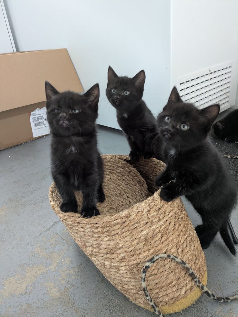 5 black kittens for sale xx