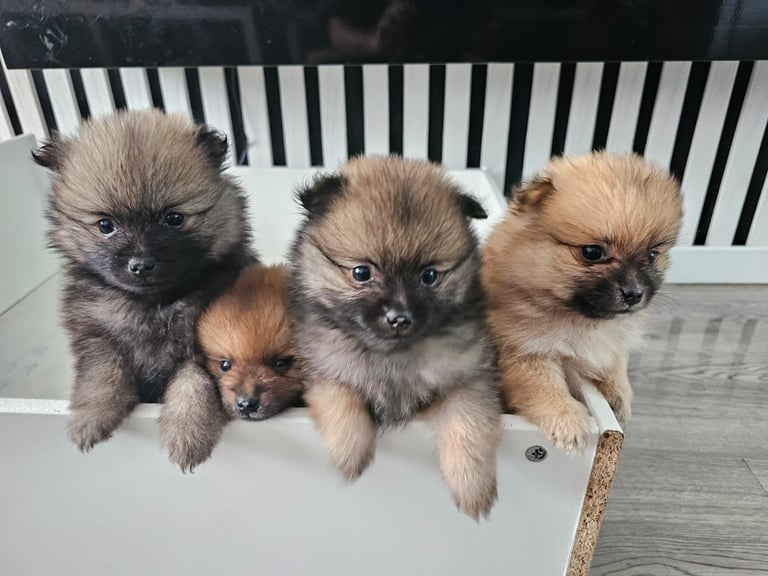 Pomarian puppies 