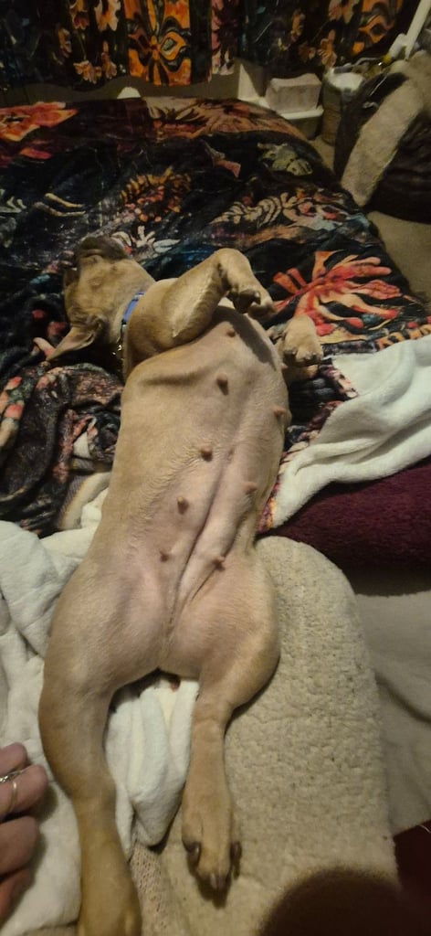 KC REGISTERED FRENCH BULLDOG