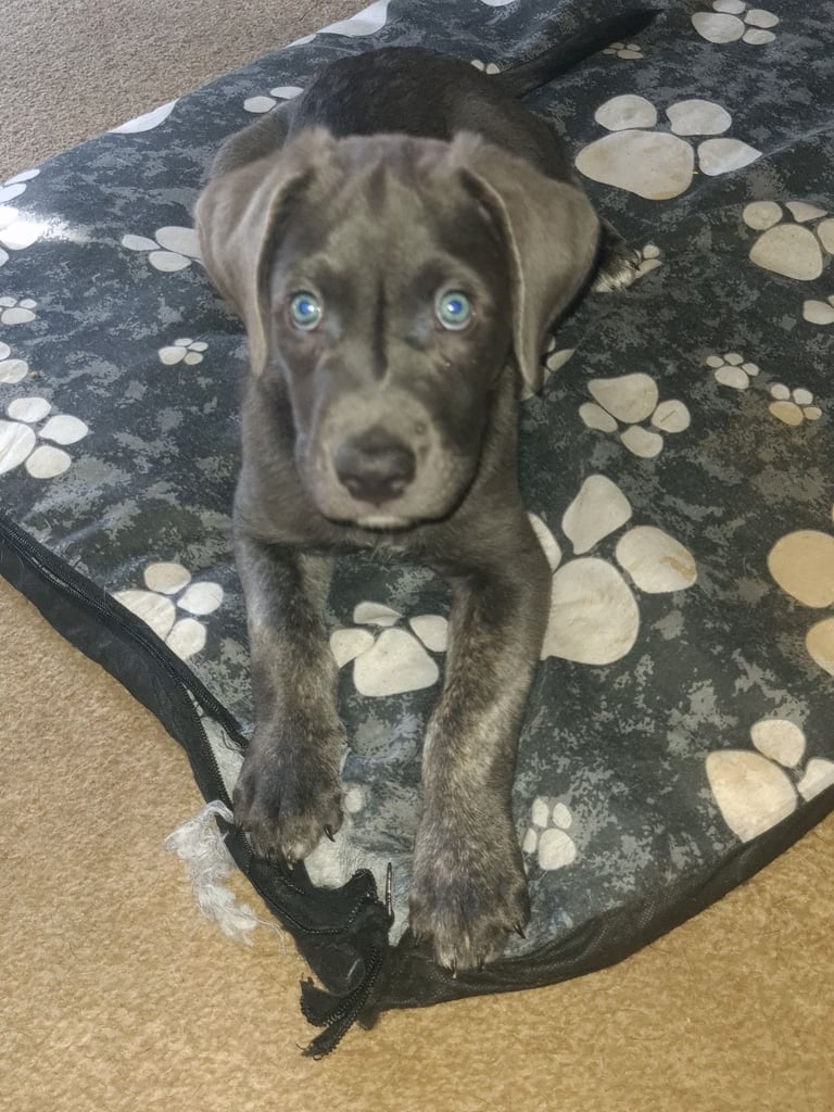 Cane corso x