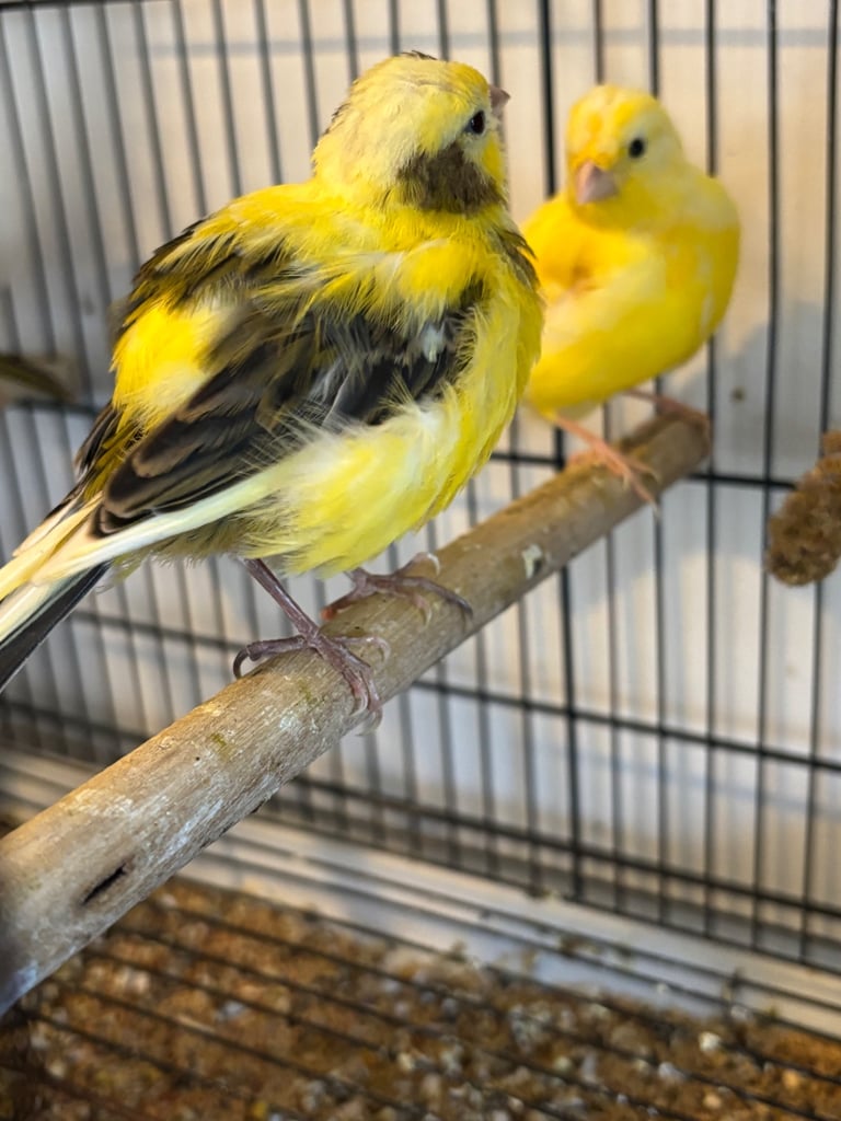 Gorgeous fife and border canaries
