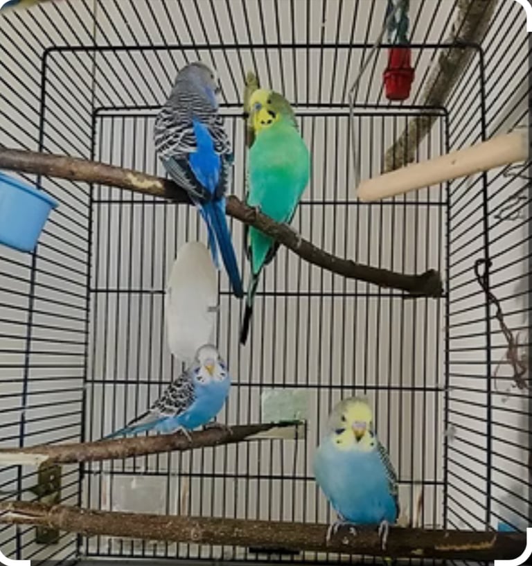 Pair of budgies with cage