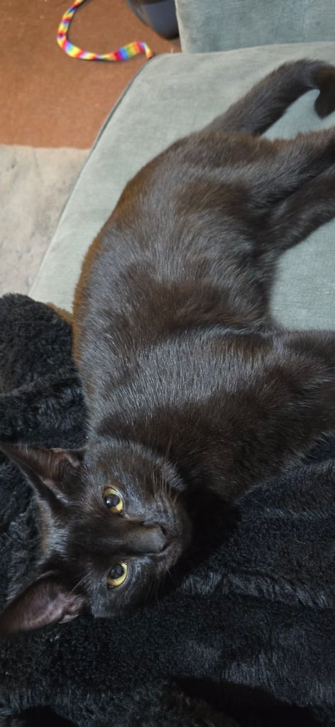 5 month kitten for sale 