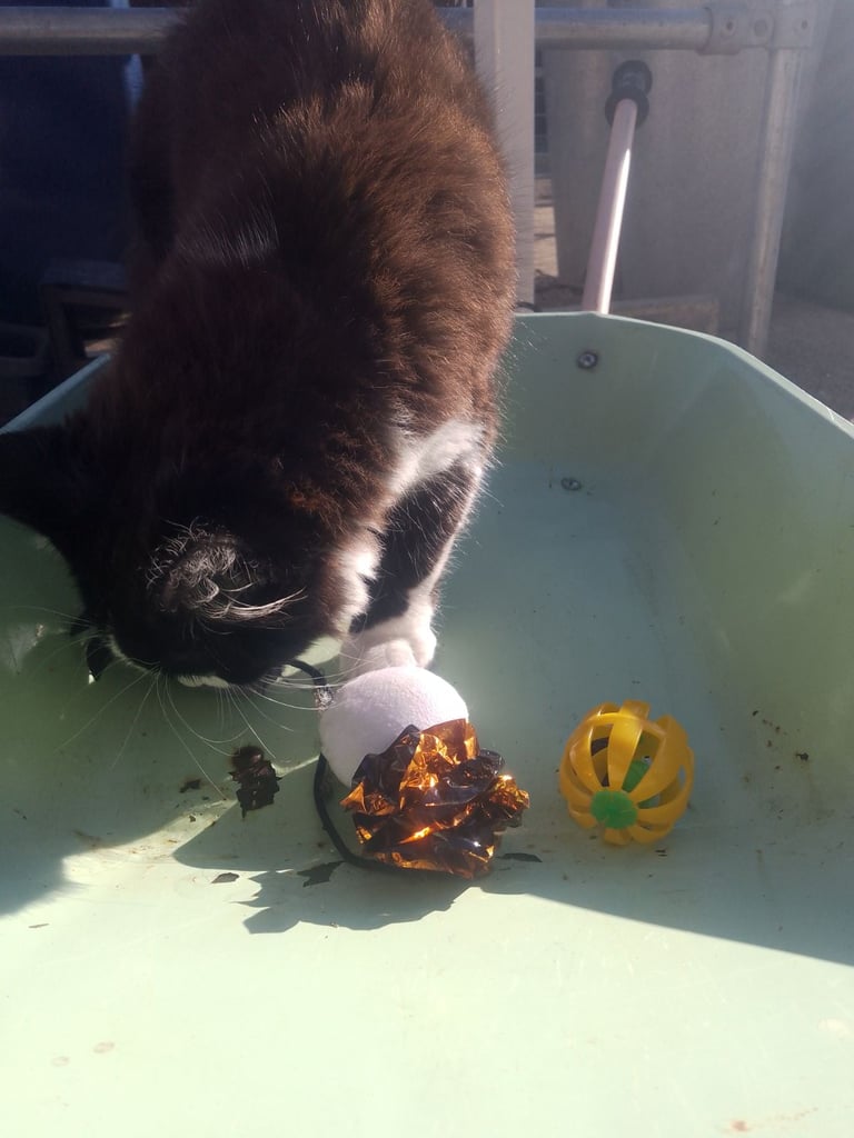  Re-Sale  Male kitten £40. 