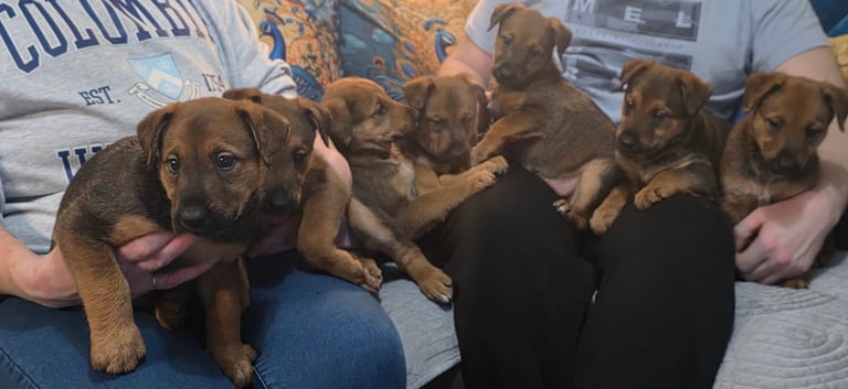 Belgian malinois x Aierdale terrier