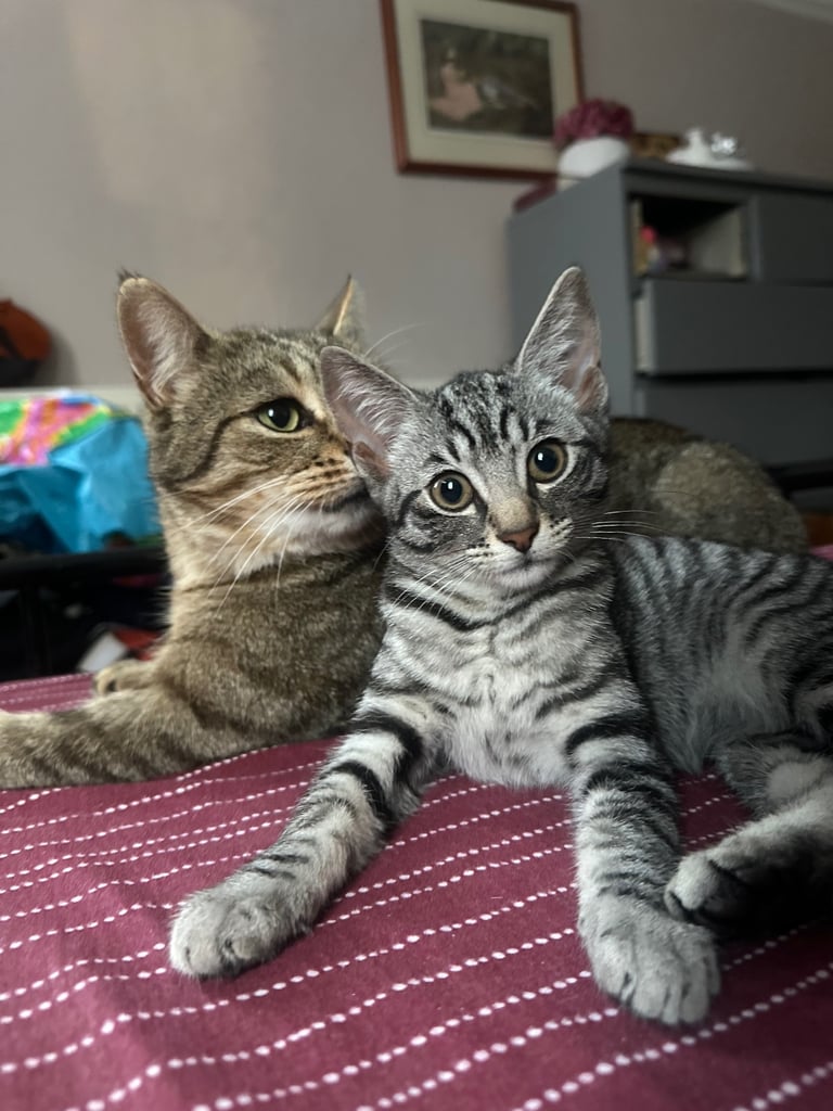 Kitten need need Urgent family 