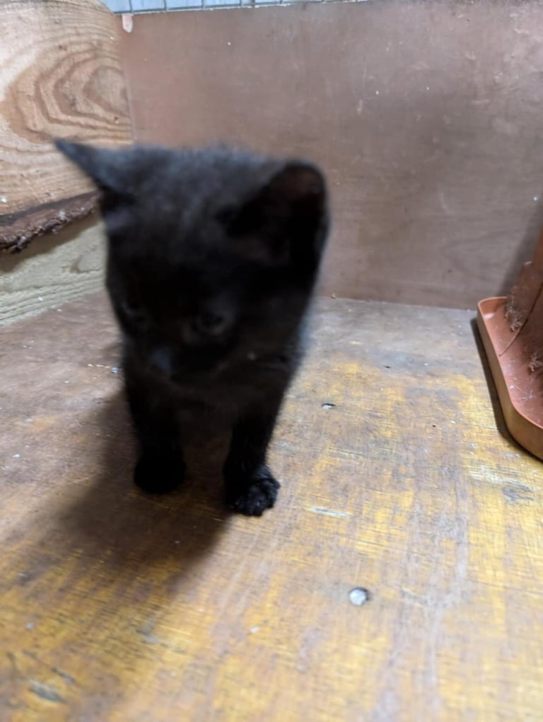Kittens looking for forever homes 