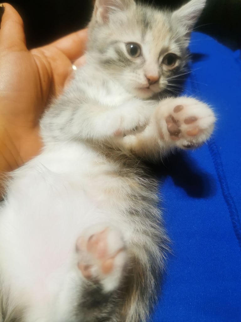 Beautiful British short haired kittens for sale 