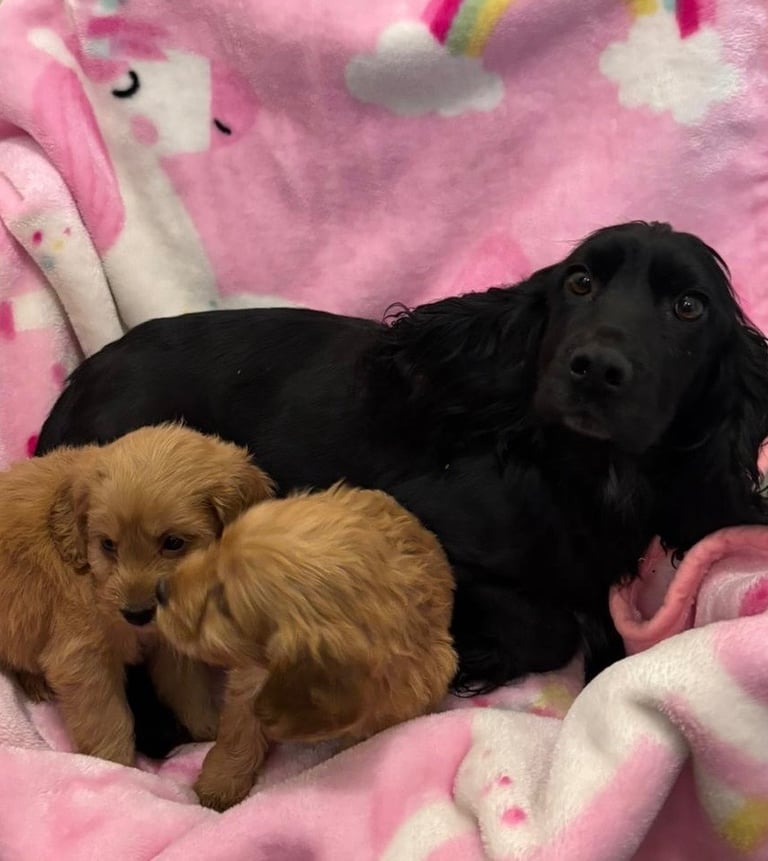 F1 Cockapoo Puppies 