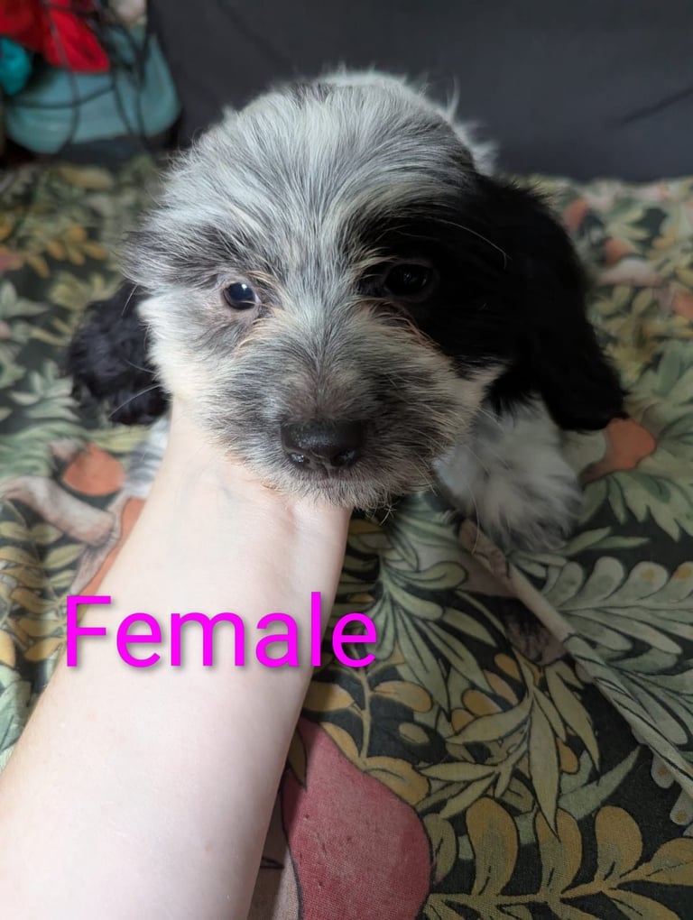 bassest cocker spaniel cross puppy