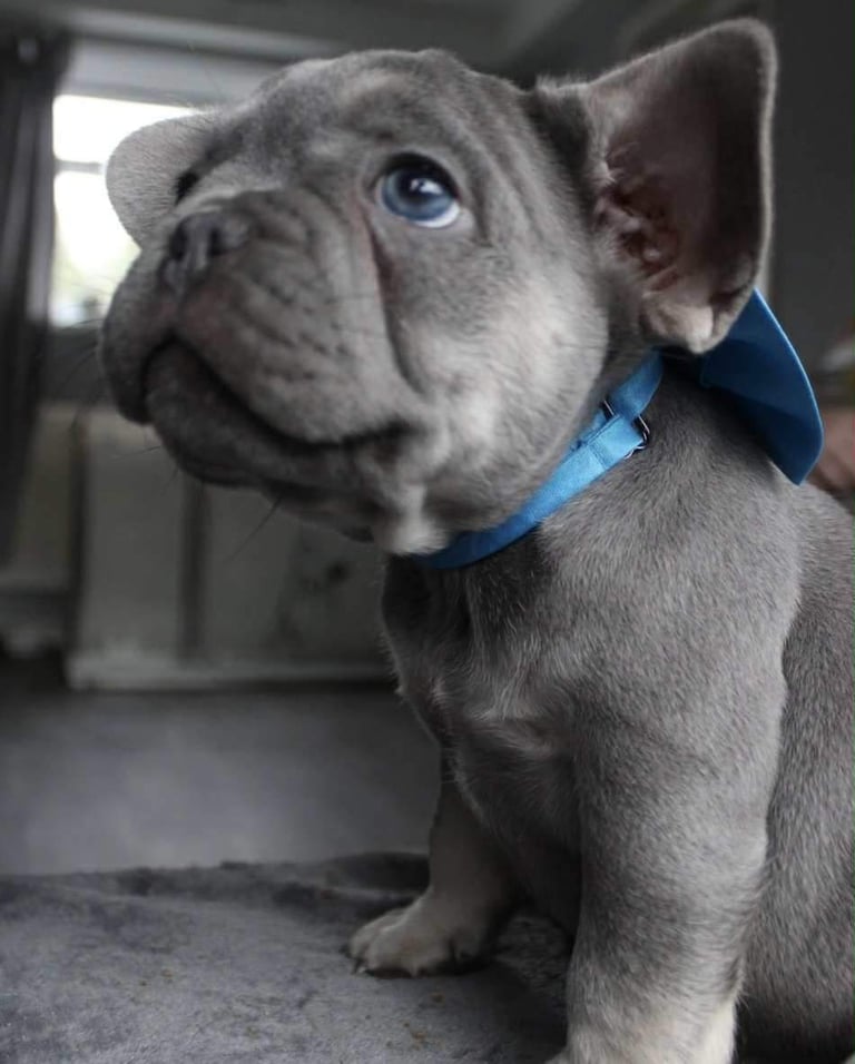 French Bulldog Puppies 