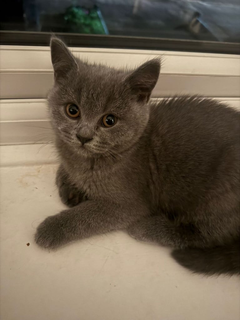 BSH female kitten
