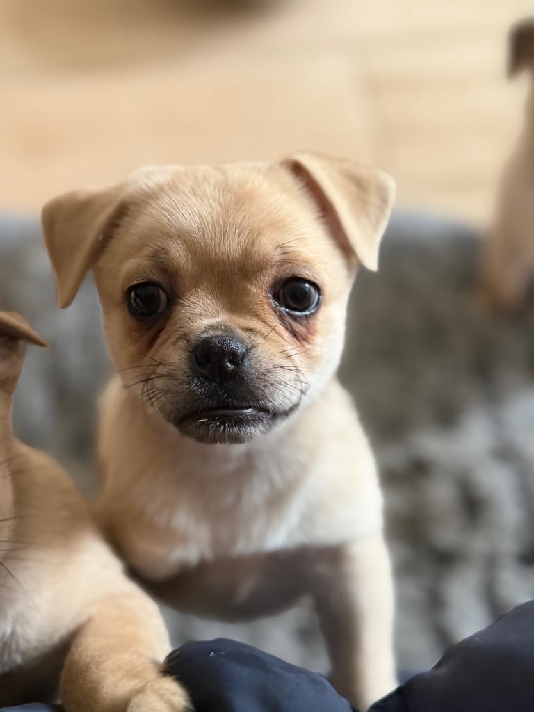 Gorgeous Puppies, Ready-Now!