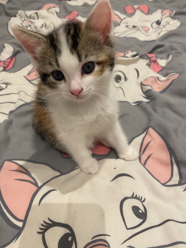 adorable kittens for sale 
