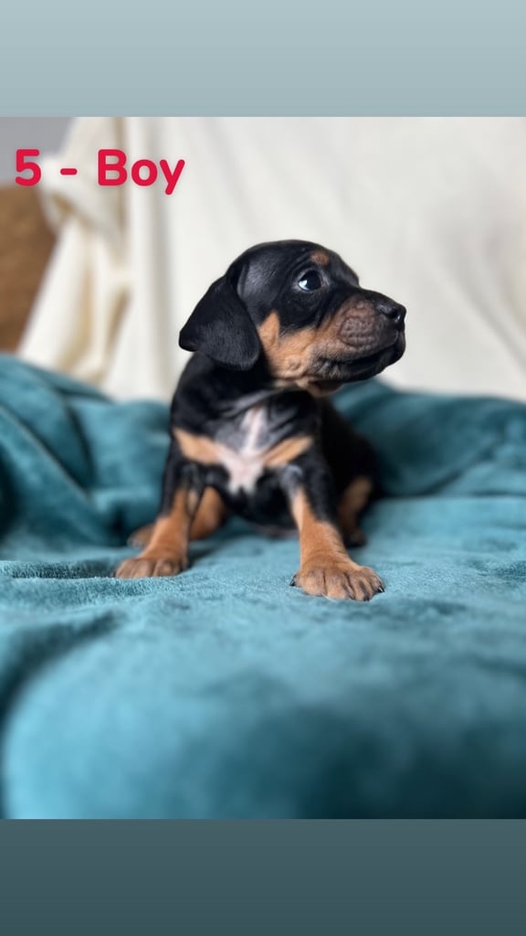 Old Tyme English Bulldog x Sproodle Puppies