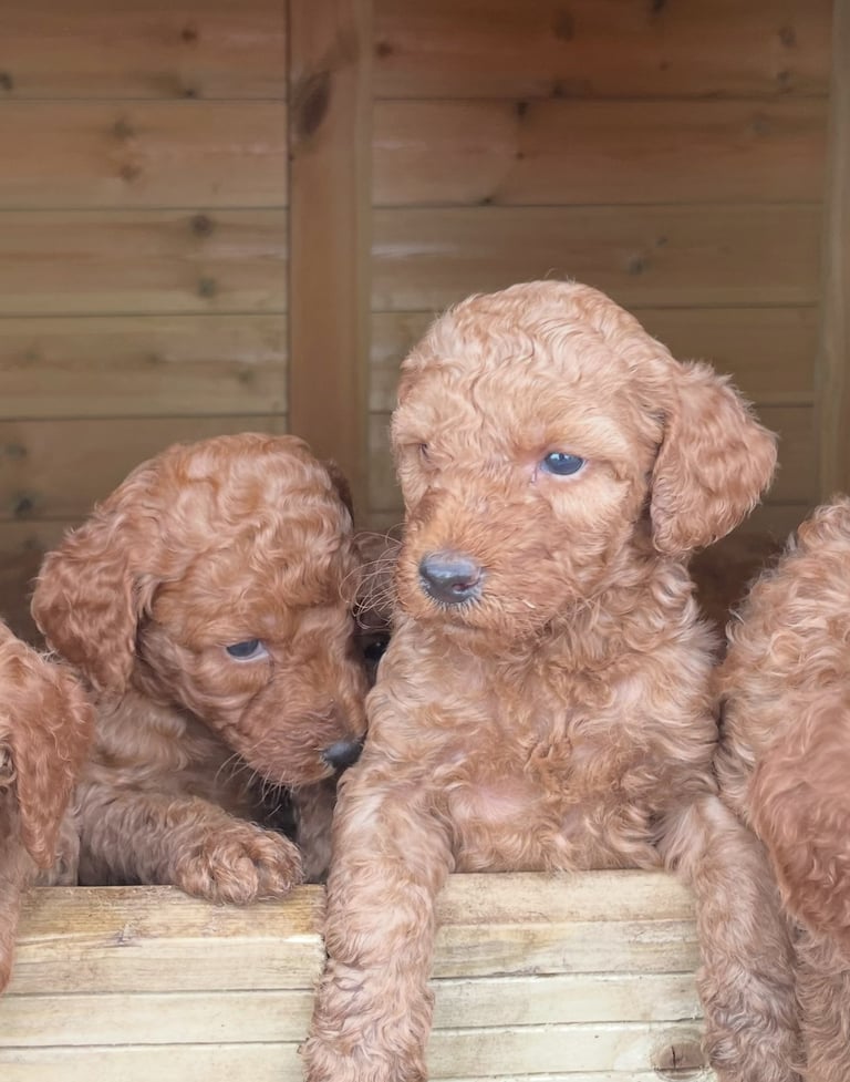 Red Standard poodles ONLY 1 boy available 