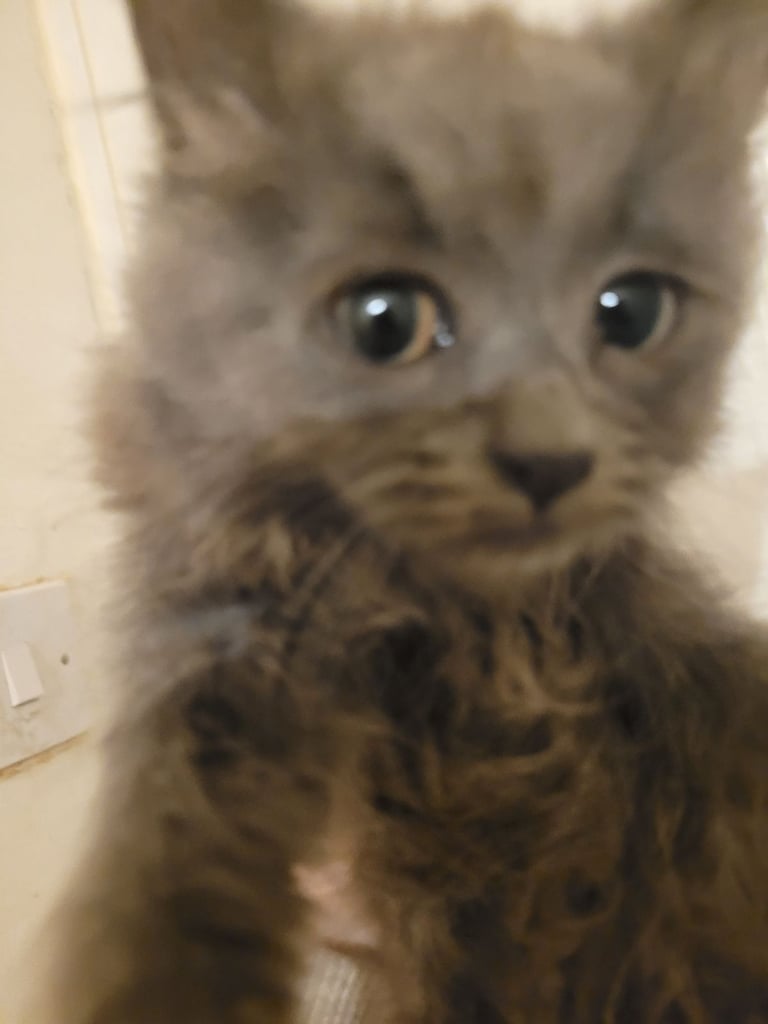 3 Ragdoll maine-coon x Blue Russian kittens ready to go. £350
