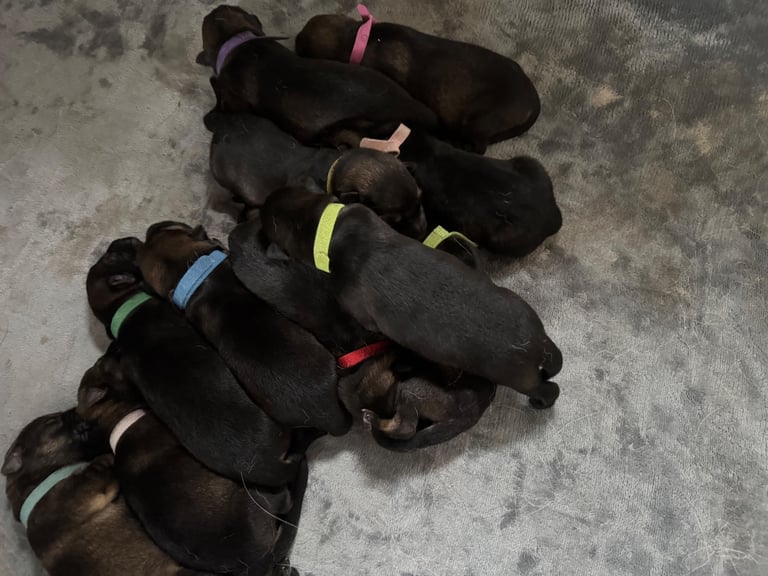 Stunning German Shepard Litter, Only 5 Girls Left!