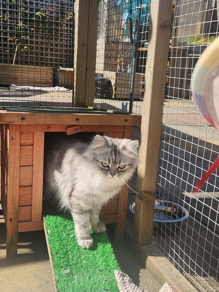 Persian (chinchilla)