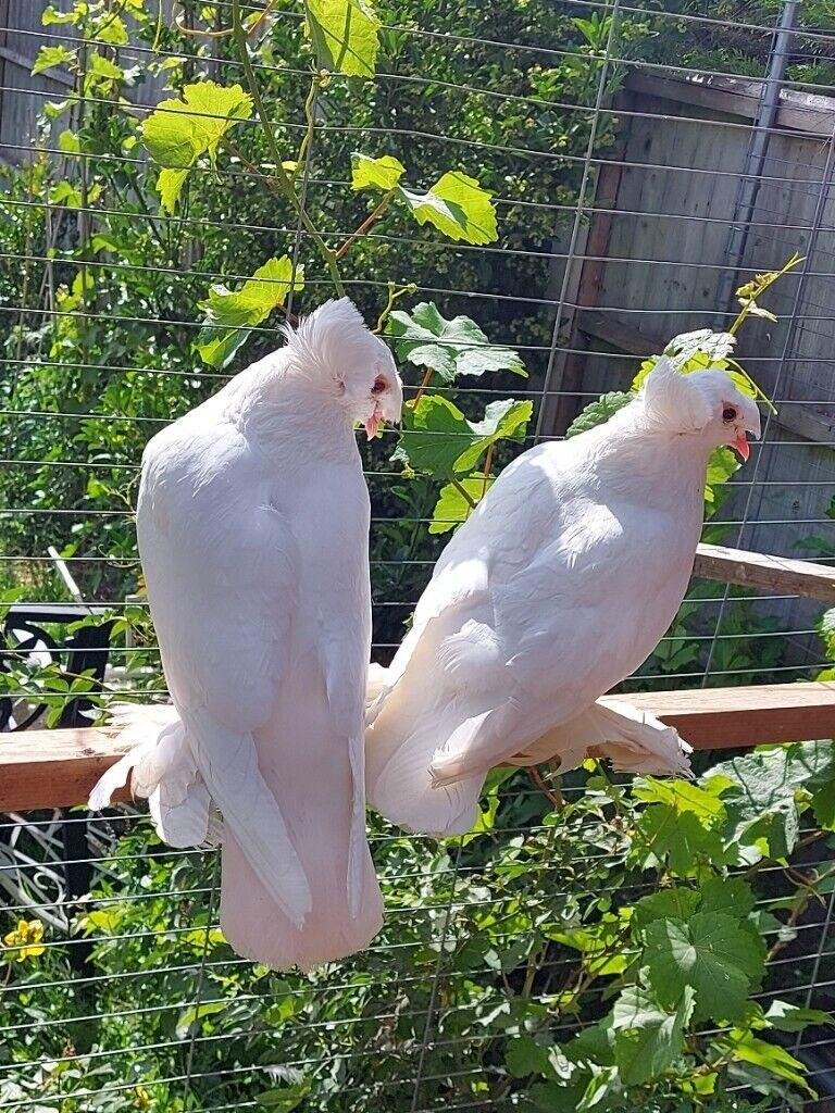 Fancy pure white English double crested pigeons- stunning pair
