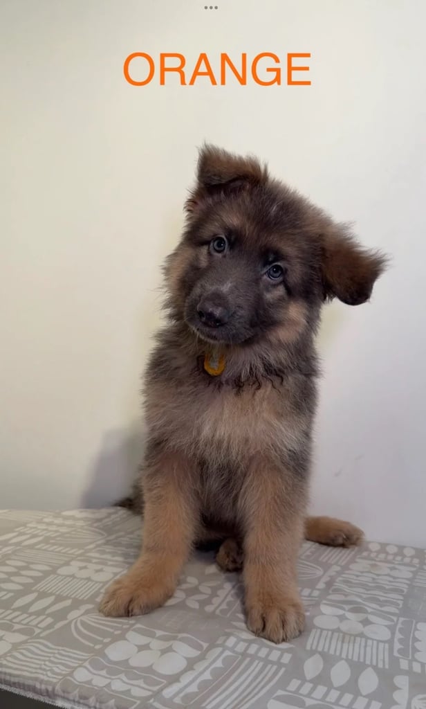 *READY* RARE BLUE/BLACK KC REG GSD PUPS 💙 🐾