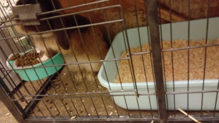 Male rabbit