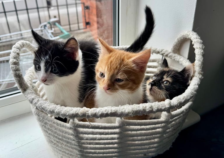 Adorable kittens 