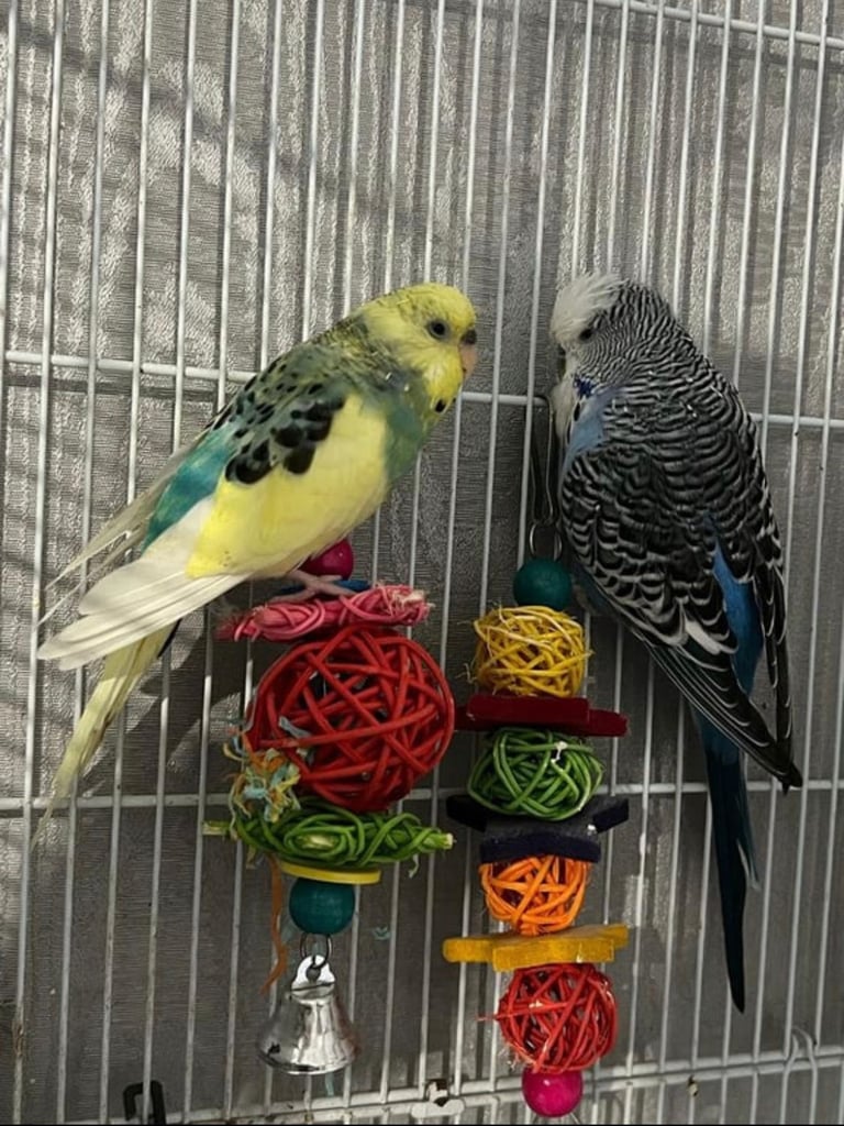 2 Budgies With Toys & Cage For Sale 