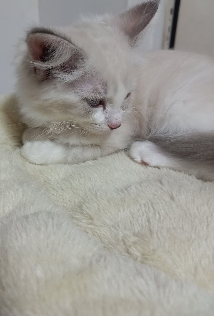 image for Beautiful ragdoll kitten for sale