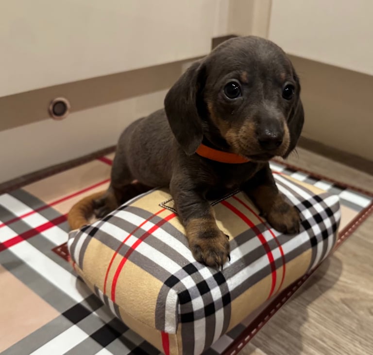 Miniature dachshund puppies