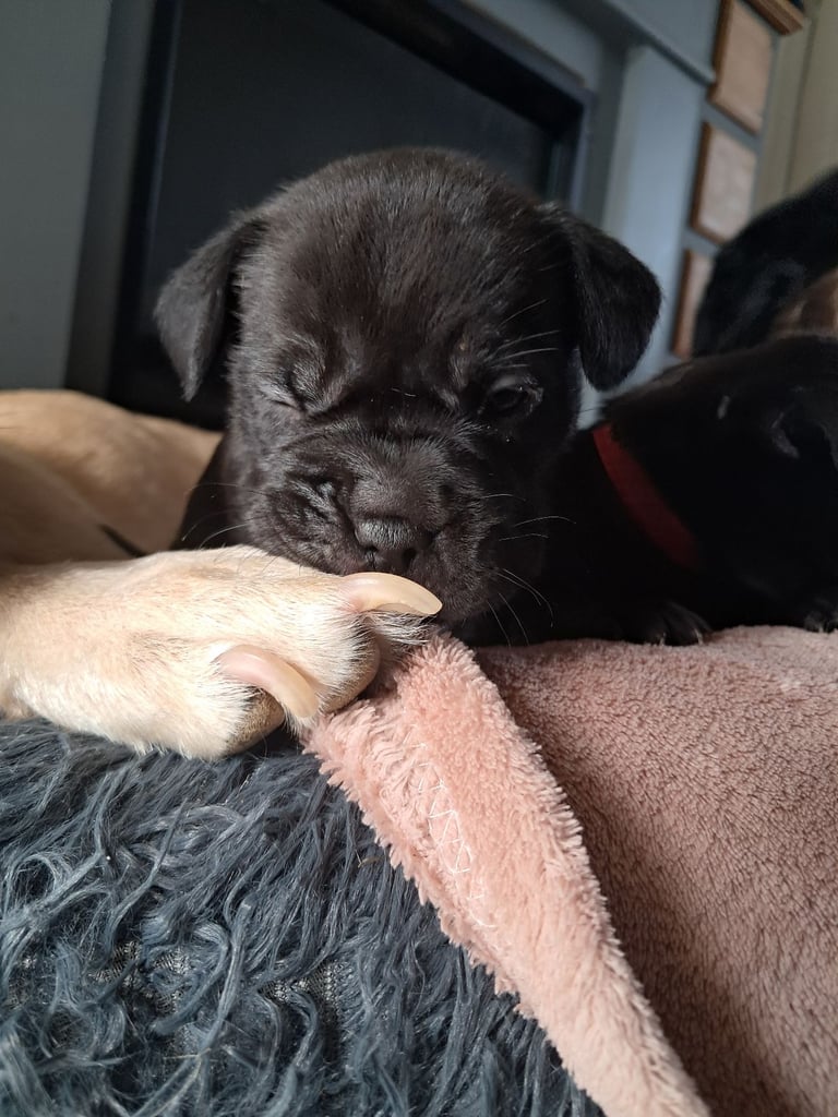 Frenchbulldog cross puppies 5 left 