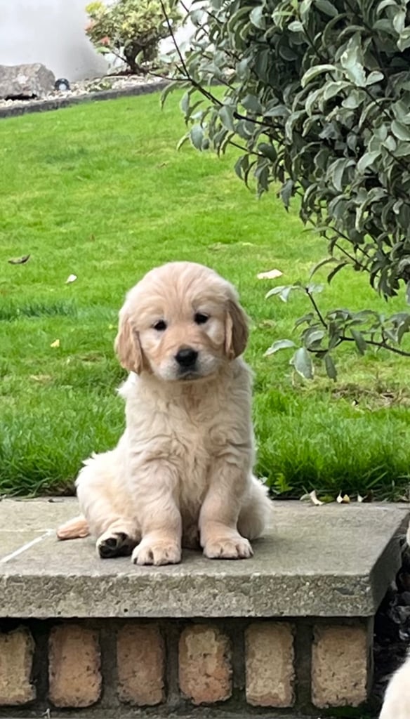 image for Stunning Golden Retriever Pups