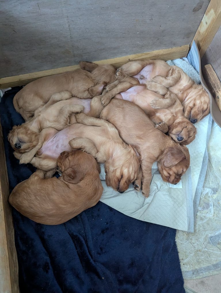 Golden cocker spaniel.