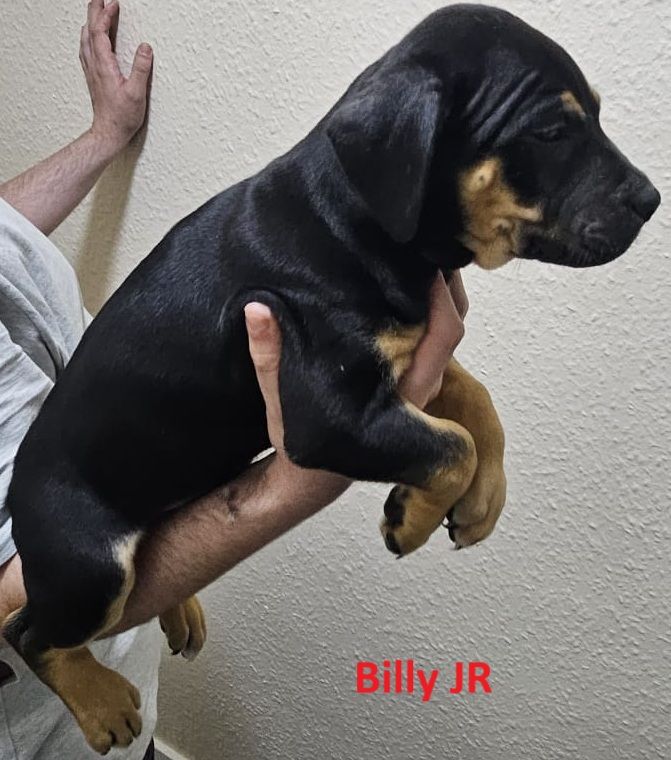 Confident & Well-Socialised Presa x Staffy Pups ready to leave 4/10/2025
