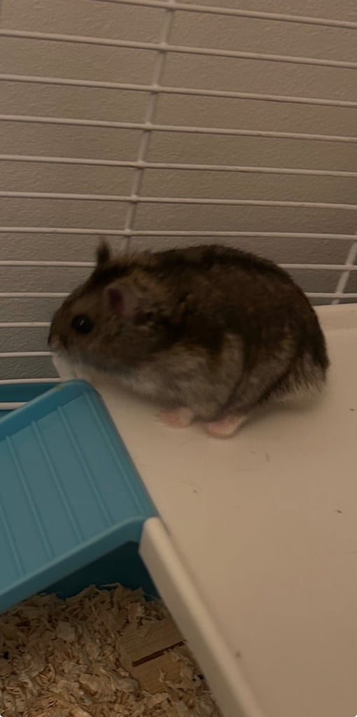 Russian Dwarf Hamster 🐹 4m + Cage & accessories 