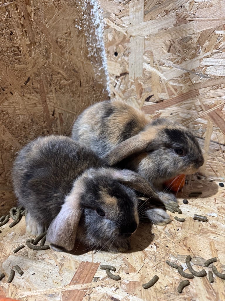 Rabbits for sale 