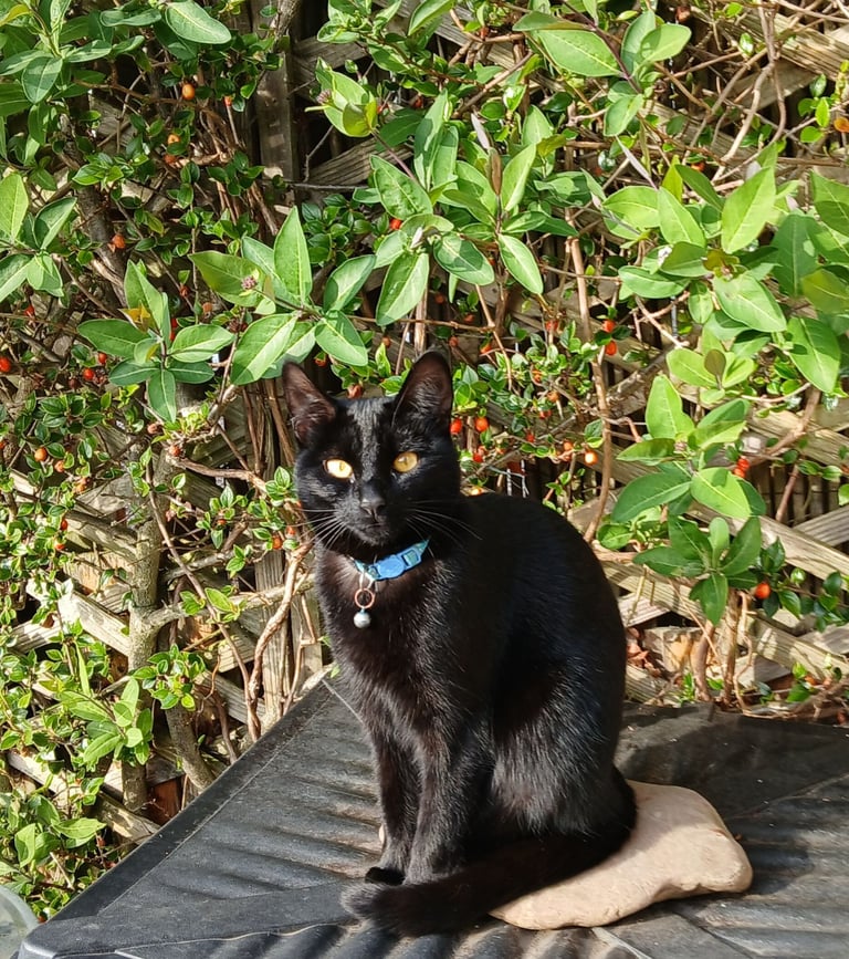 Male neutered 1 year old cat