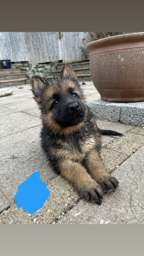 4 x bitches ready 1 week! 21/10/25 gsd pups German shepherd puppies! Lovely temperments! 